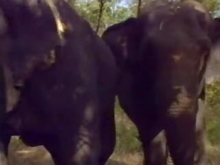 Selen 에 라 레지나 degli elefanti (a.k.a. 그만큼 여왕 의 elephants) - 장면 #1
